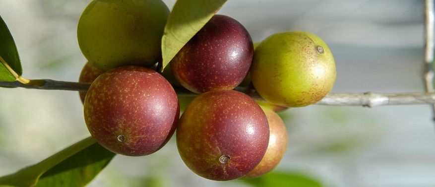 Camu Camu - superaliment riche en vitamine C