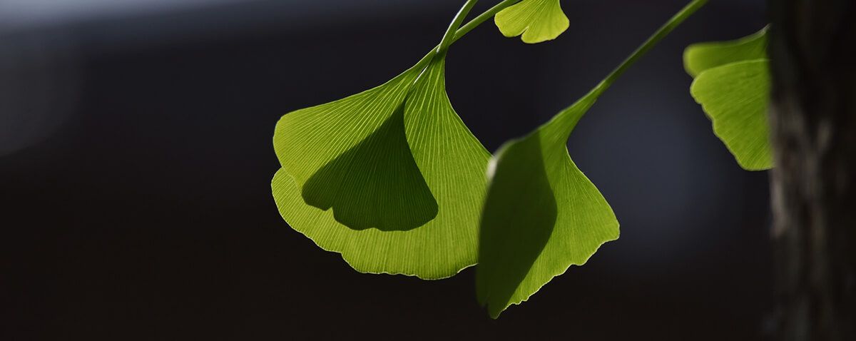 Ginkgo biloba - Anwendung, Dosierung und Wirkung auf das Gehirn