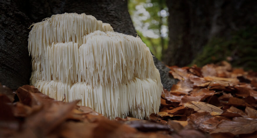 Löwenmähne (Hericium erinaceus) – Powerpilz mit vielfältigen Anwendungsmöglichkeiten